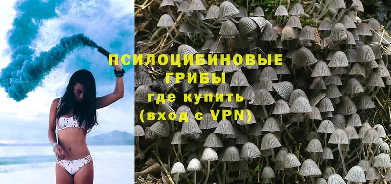 где можно купить   MEGA как зайти  Псилоцибиновые грибы Psilocybine cubensis  Нариманов 